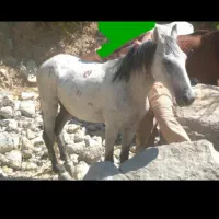 فروش اسب|اسب و تجهیزات اسبسواری|دوگنبدان, |دیوار