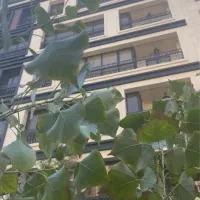 165مترسه-خواب-مخابرات-دو-کله-نورگیر-از-شمال-و-جنوب