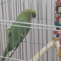 ملنگو|پرنده|جاپلق, |دیوار