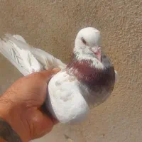 کفتر (گرفتنی) کبوتر|پرنده|تهران, منیریه|دیوار