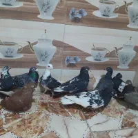 کبوتر|پرنده|کارون, |دیوار