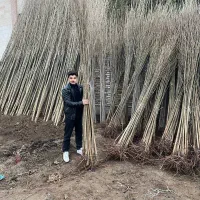 صنوبر نیگرا ترکیه به قیمت همکاری