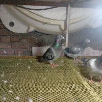 فروش یا معاوضه کبوتر با بلدرچین