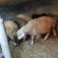 6عددبره ماده جفتی 22 ملیون مقتوع|حیوانات مزرعه|مریوان, |دیوار