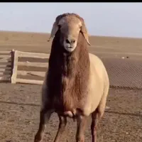 گوسفنددامپزشک‌صددرصدارگانیک چاق وچله
