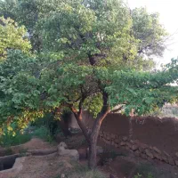 باغ انار|فروش زمین و ملک کلنگی|سلفچگان, |دیوار