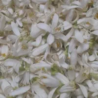 فروش بهار نارنج تازه اعلا