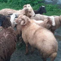 گوسفند بره نر|حیوانات مزرعه|صومعهسرا, |دیوار