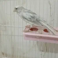 قناری نر معاوضه