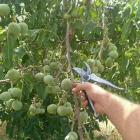 فروش درخت گردو کانادایی