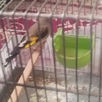 جوجه سهره رسمی