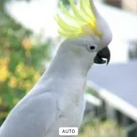 پرنده کاکادو