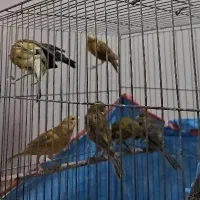 قناری سبز و زیتونی