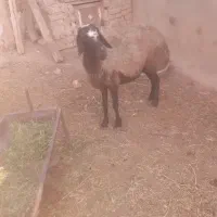 گوسفند میش شیشک بز بزغاله قوچ بره ماده بره نر