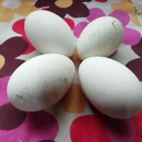 فروش تخم غاز