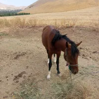 اسب|اسب و تجهیزات اسب‌سواری|اشنویه, |دیوار