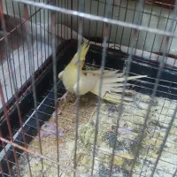 عروس هلندی مولد