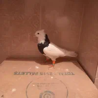 سه تا کبوتر قیمت خوب|پرنده|مرودشت, فرهنگ|دیوار