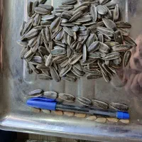 تخمه پزی