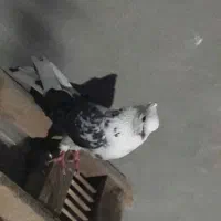 کفتر|پرنده|زابل, |دیوار