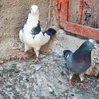 کفتر