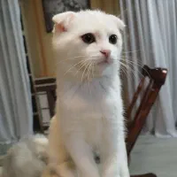 بچه گربه اسکاتیش دبل  فلد موبلند ومو کوتاه