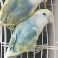 یه جفت طوطی برزیلی فروشی