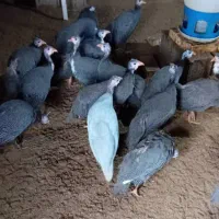 مرغ روسی(شاخدار)|حیوانات مزرعه|رودسر, |دیوار