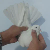 کفتر پرشی