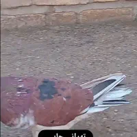 کبوتر قرمز چاپی|پرنده|تهران, فلسطین (میدان انقلاب)|دیوار