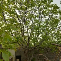 باغچه-360-متری-دارای-آب-وبرق-و-گاز-سند-تک-برگ