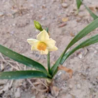 مبلمان کارکرده