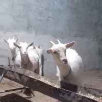 سه راس بزغاله ماده سانن اصیل ازمادران پرشیر|حیوانات مزرعه|تایباد, |دیوار