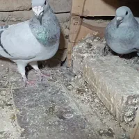 سبز کرمانی نرو ماده با جوجه