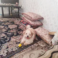 سگ خارجی|سگ|دهدشت, |دیوار