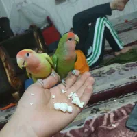 طوطی برزیلی