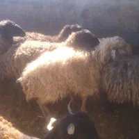 میش سوزوملهه داشتی درجه یک آبستن