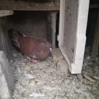 کبوتر نر|پرنده|ماهیدشت, |دیوار