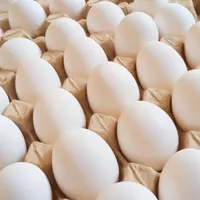 فروش تخم مرغ رسمی در یزد|خوردنی و آشامیدنی|یزد, |دیوار