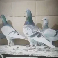 نر بورمگس گمشده