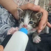 واگذاری گربه