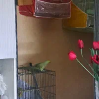 عروس هلندی لوتینو  با تخم و کوتوله برزیلی با تخم