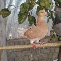 کفتر کفتر