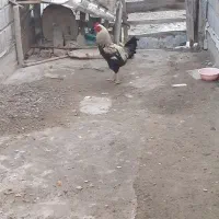 فروش 2عدد خروس