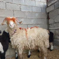 کووه تخمی|حیوانات مزرعه|اندیکا, |دیوار