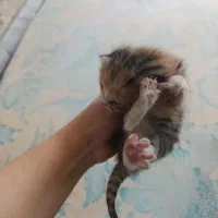 واگذاری بچه گربه