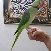 شاه طوطی نر سخنگو ، دستی