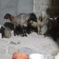 چند تا میش و بز|حیوانات مزرعه|برازجان, |دیوار