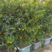 جابه جایی درخت محوطه و اجرای فضای سبز|خدمات باغبانی و درختکاری|ری, شهرک نظامی|دیوار