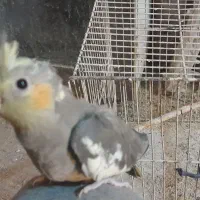 جوجه عروس  آماده دستی کردن